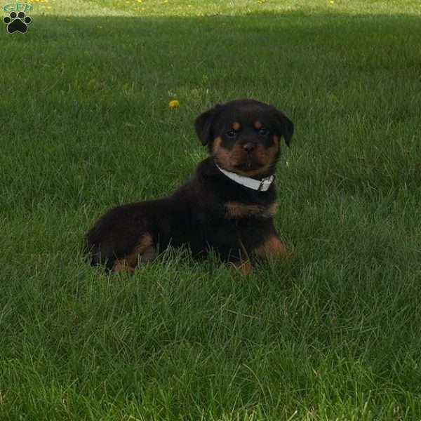 Foxy, Rottweiler Puppy
